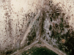 mold
