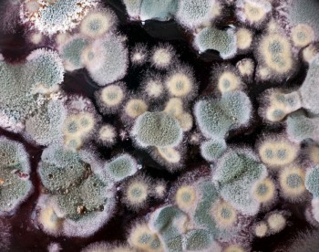 Types of Mold - Nashville TN - CPRNash.com